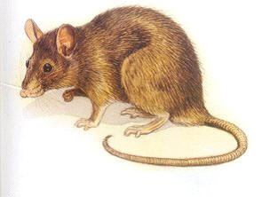 老鼠防治 老鼠防治